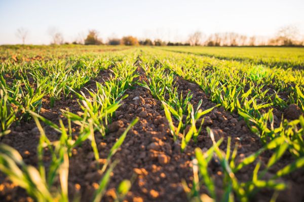 Techniques agricoles innovantes pour la conservation des sols